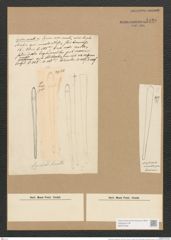 Sceptroneis cuneata Grun. (de-Toni-Nr.: Genus 63, Species 2573) Zeichnungen Sammlung Grunow Nr. 5130 (NHMW-BOT-W0373439)